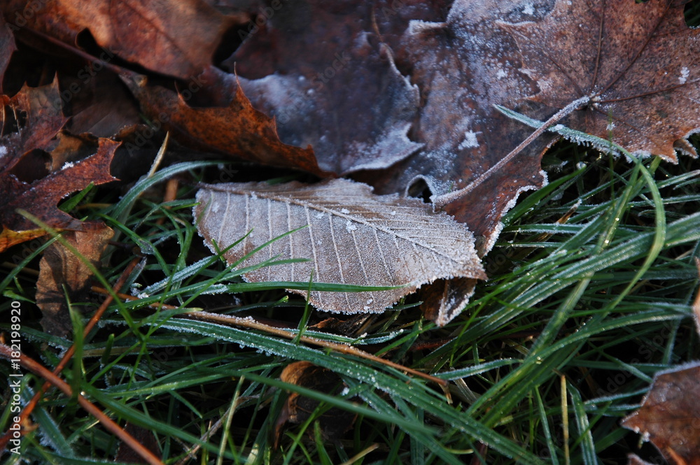 Autumn leaves in the grass covered with frost. Autumn leaves in the grass covered with frost.