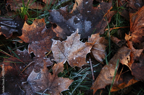 Autumn leaves in the grass covered with frost.