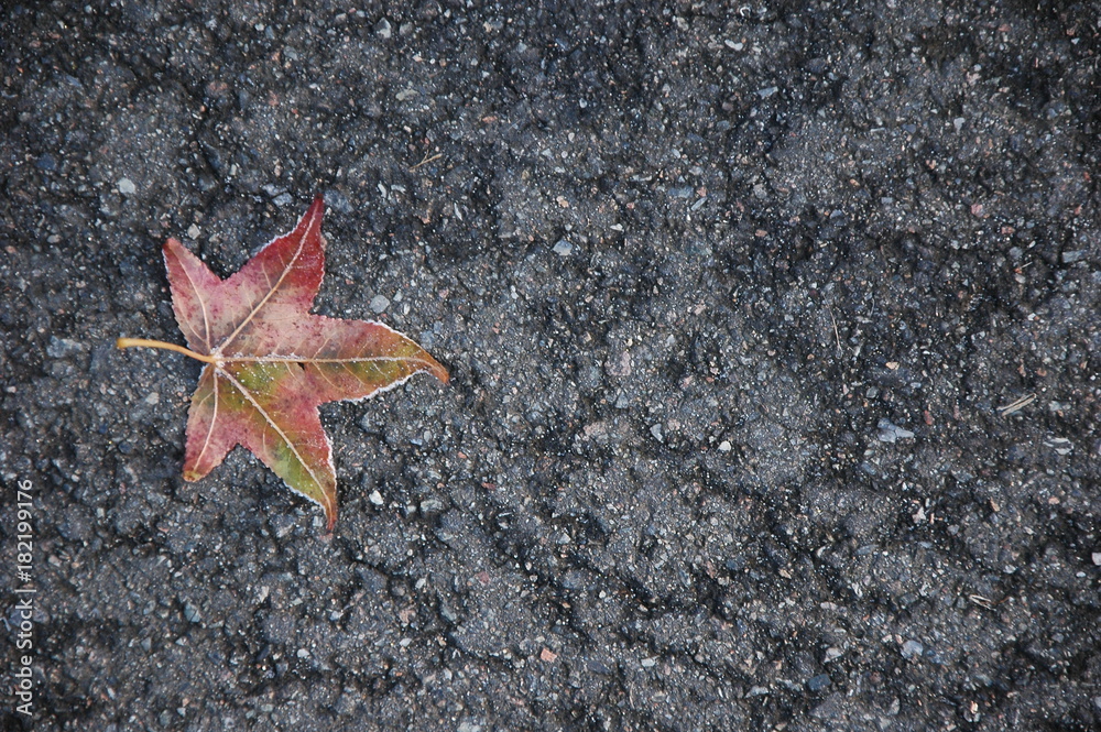 One maple leaf covered with frost lies on the asphalt. One maple leaf covered with frost lies on the asphalt.