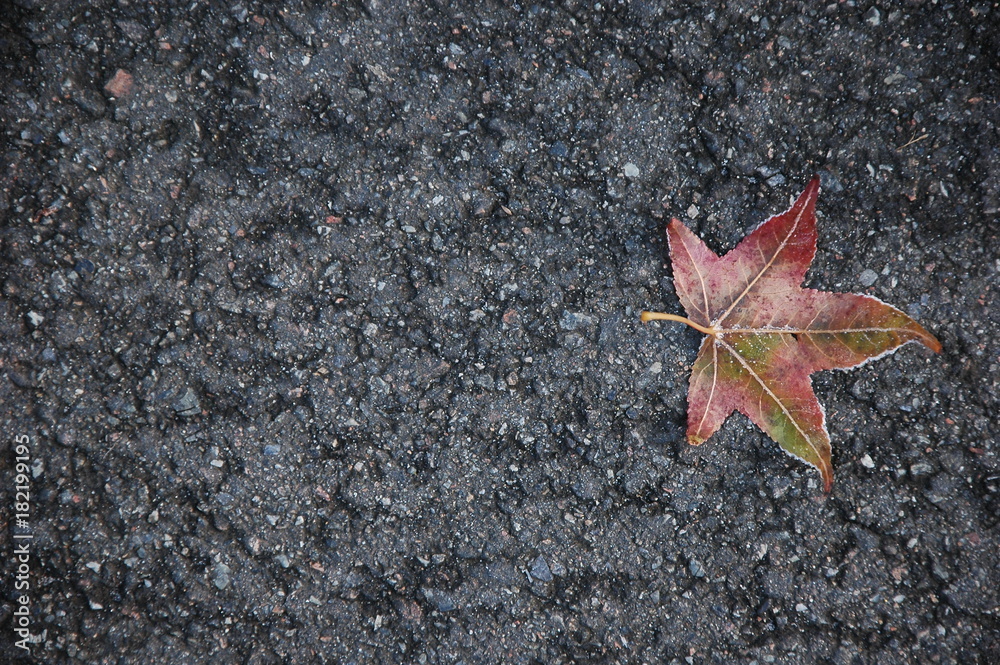 One maple leaf covered with frost lies on the asphalt. One maple leaf covered with frost lies on the asphalt.