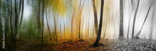 Beautiful morning scene in the forest,  panorama changing seasons