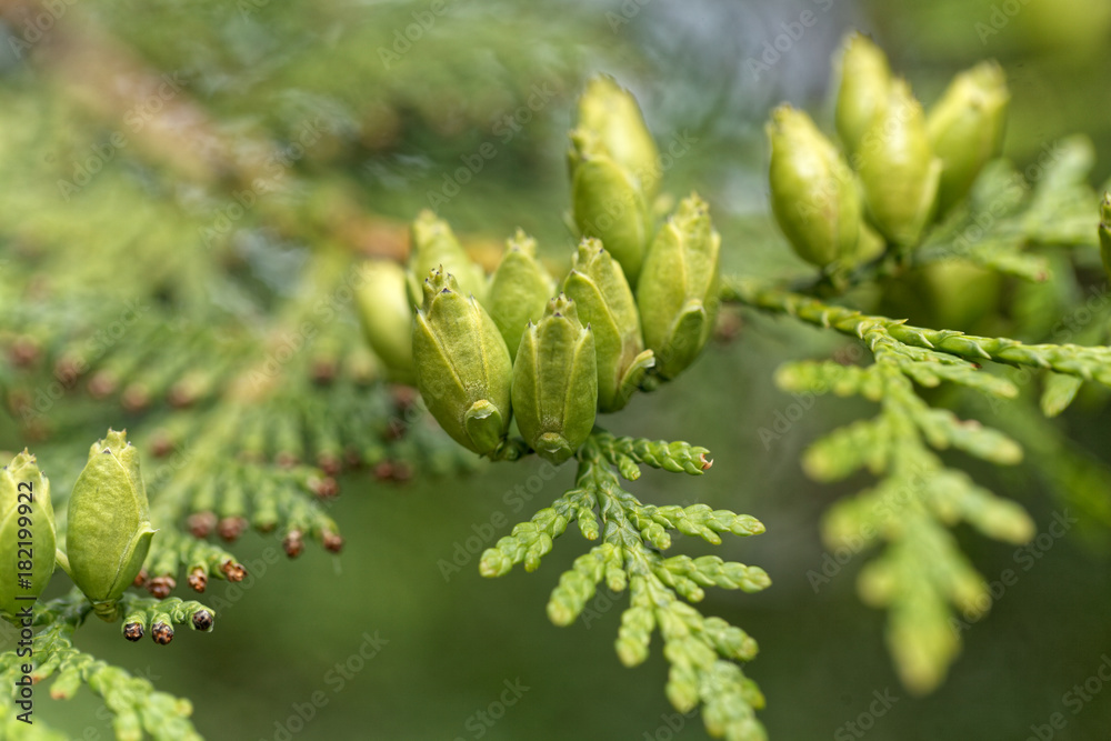 Female cones of a northern white cedar