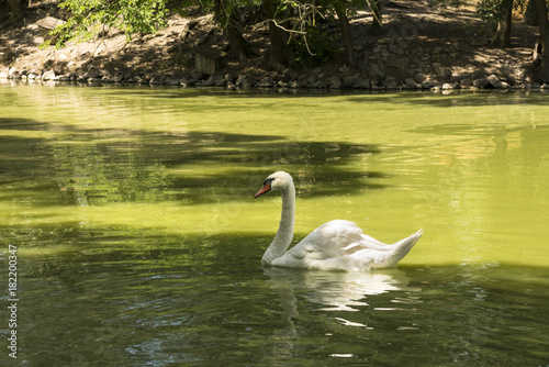 White swan floats in the pond  zoological garden of the National Reserve Askania-Nova  Ukraine