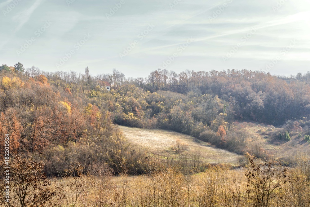 nature mountain wood forest trees