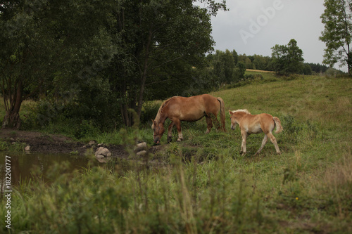 Fototapeta Naklejka Na Ścianę i Meble -  krajobraz wiejski - konie na łące