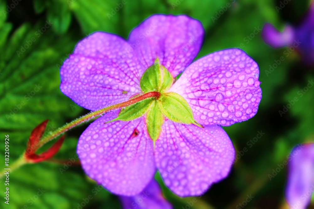Blume
