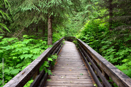 Path through the Ancient Forest Provincial Park in British Columbia, Canada