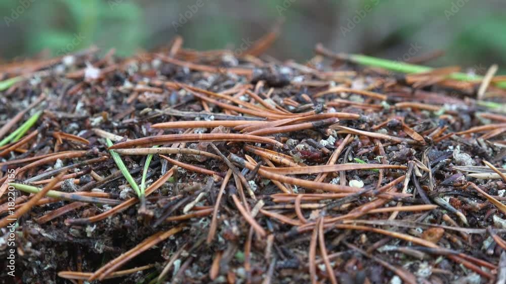 anthill, ant running through the ant hill anthill, ant running through the ant hill
