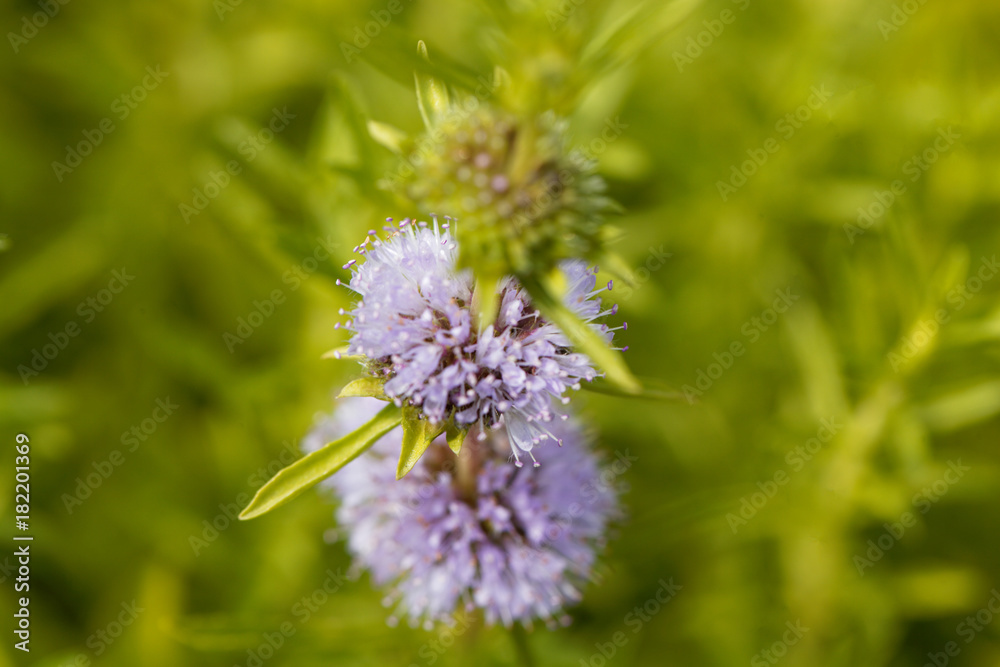 Flowers of a Harts pennyroyal Flowers of a Harts pennyroyal