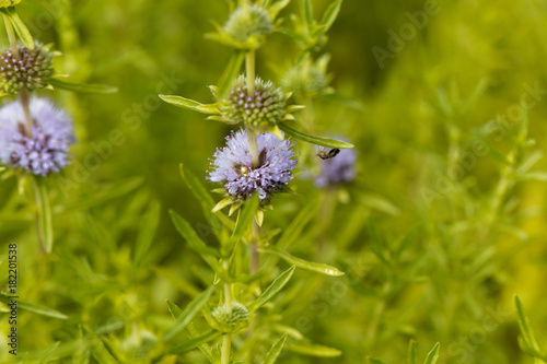 Flowers of a Harts pennyroyal