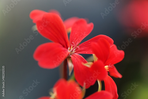Geranium hybrid of Pelargonium peltatum