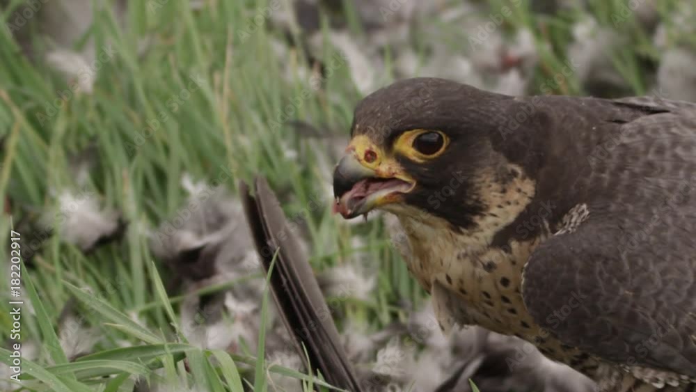 Peregrine falcon with hunted crow - 5k red epic footage Peregrine falcon with hunted crow - 5k red epic footage