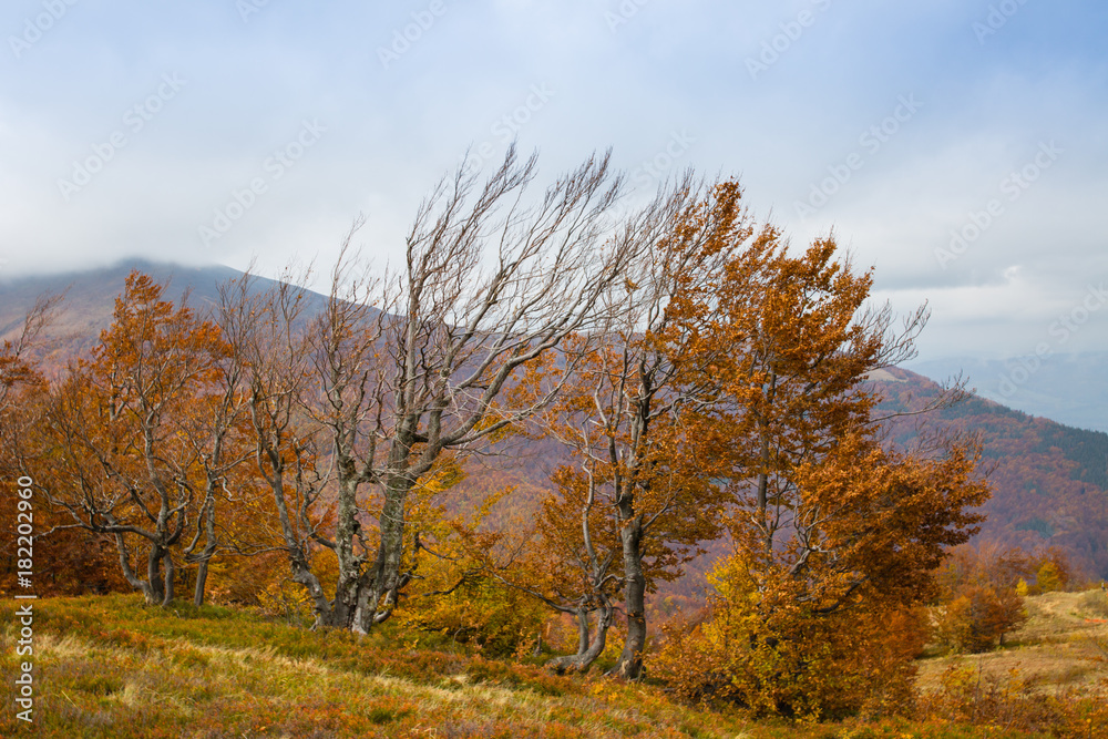 Fototapeta premium Autumn in Carpathian Mountains, Ukraine