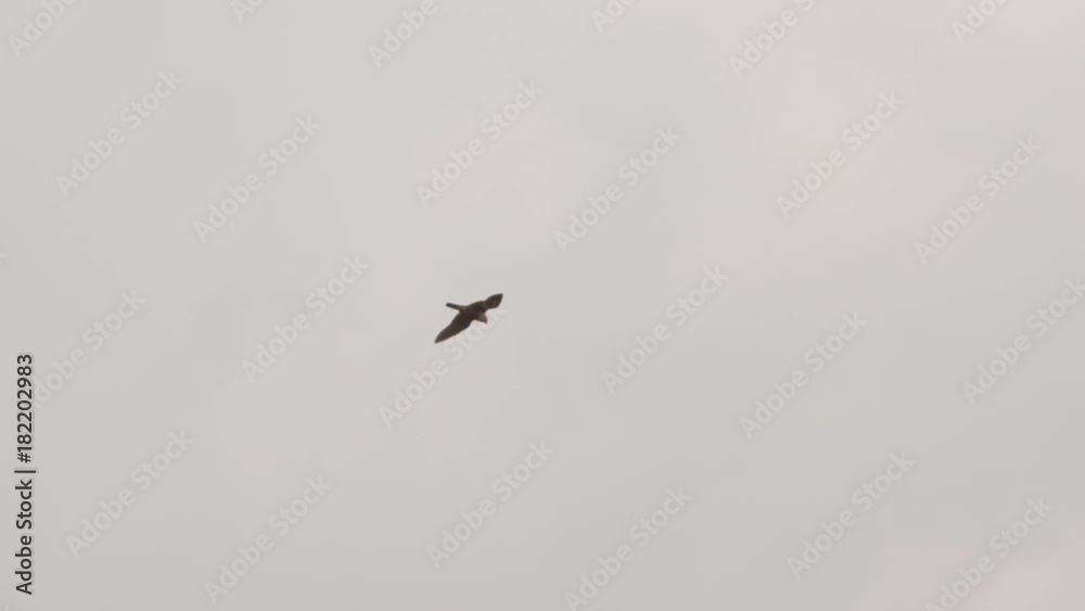 Peregrine falcon with hunted crow - 5k red epic footage Peregrine falcon with hunted crow - 5k red epic footage