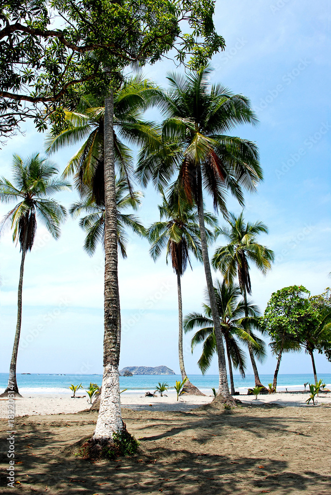 Obraz premium Cluster of palm trees line tropical beach