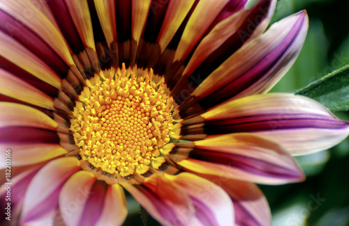 Close up of striped gazania 