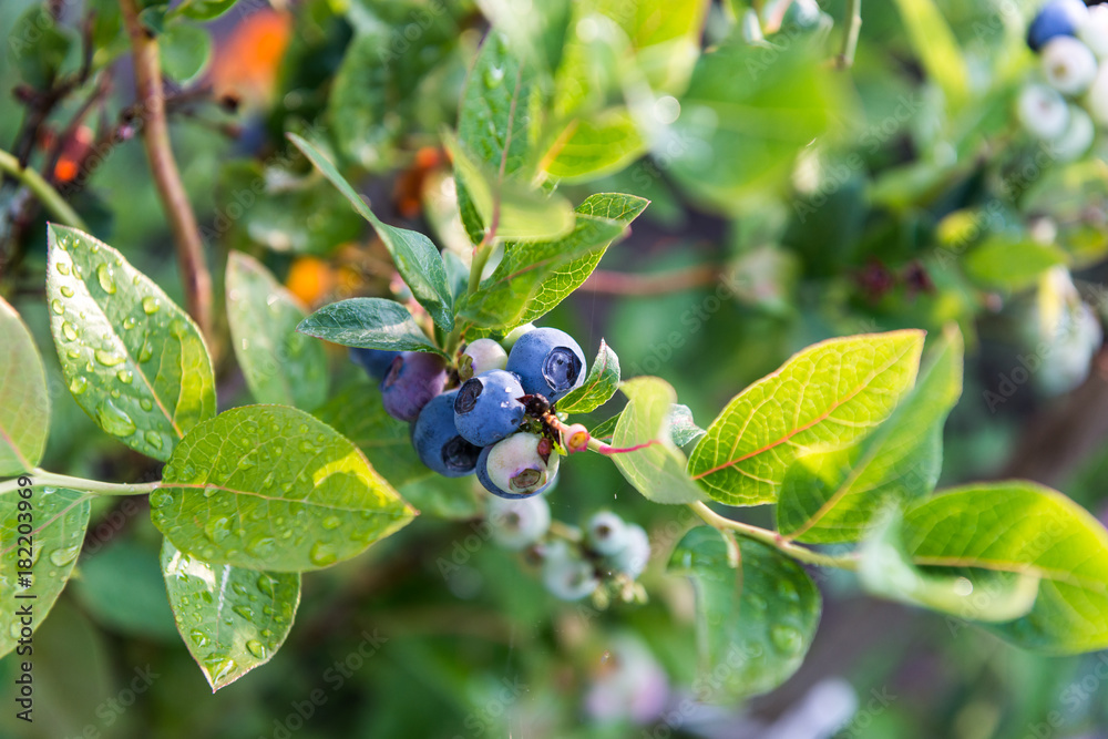 Ripe blueberries on the shrub Ripe blueberries on the shrub