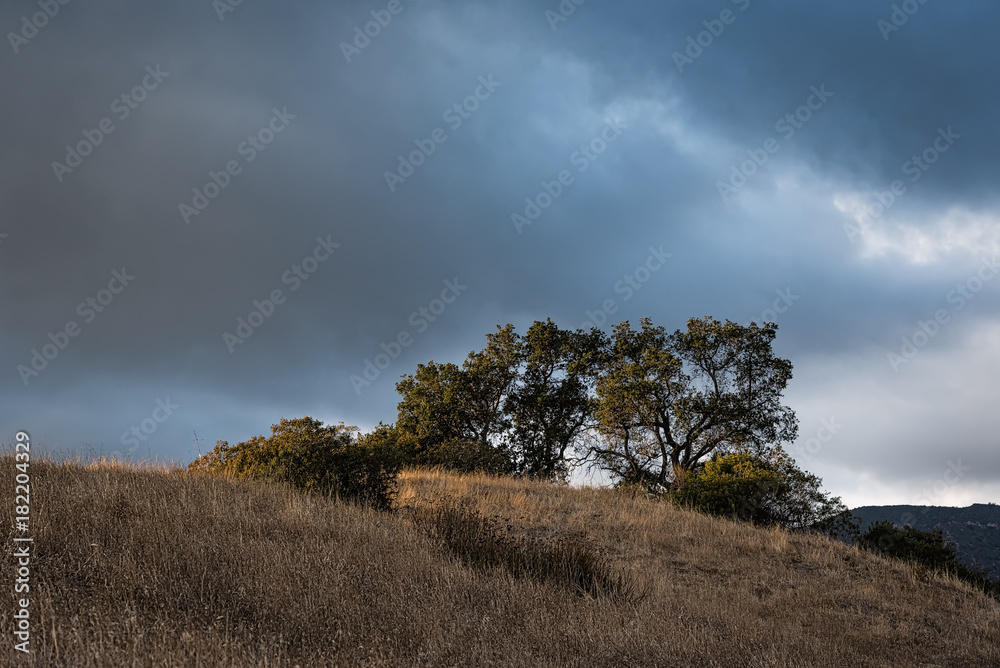 Dark clouds over a stand of trees on a hillside.