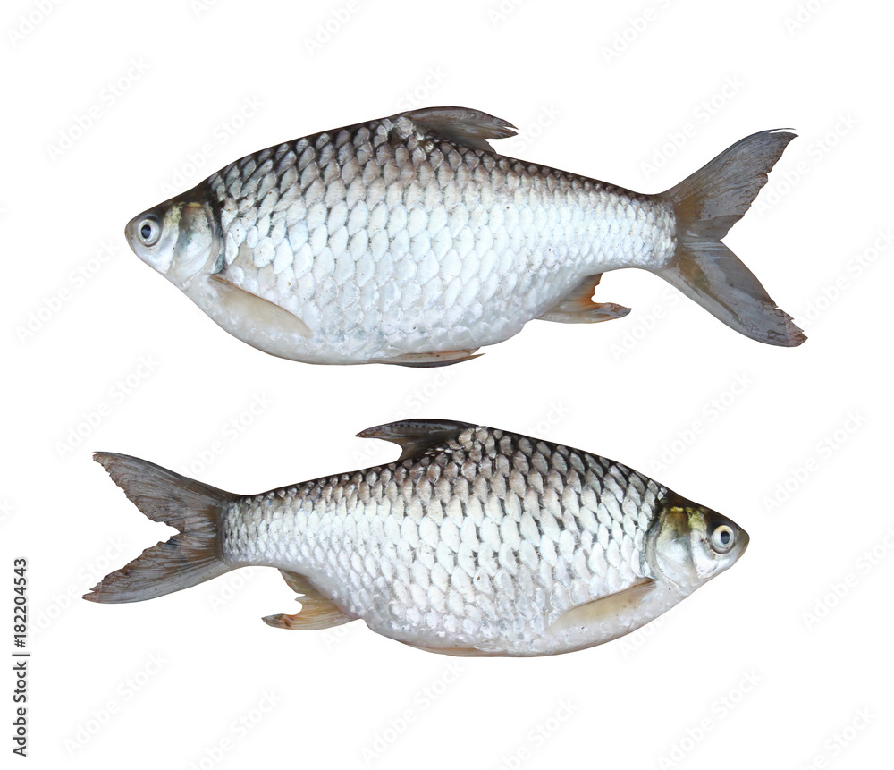 Fototapeta premium silver carp freshwater fish isolated on white background.