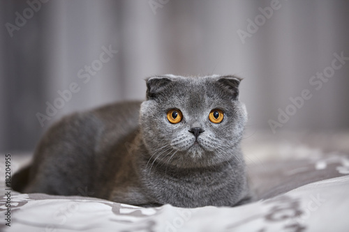 Fototapeta Naklejka Na Ścianę i Meble -  scottish fold gatto grigio