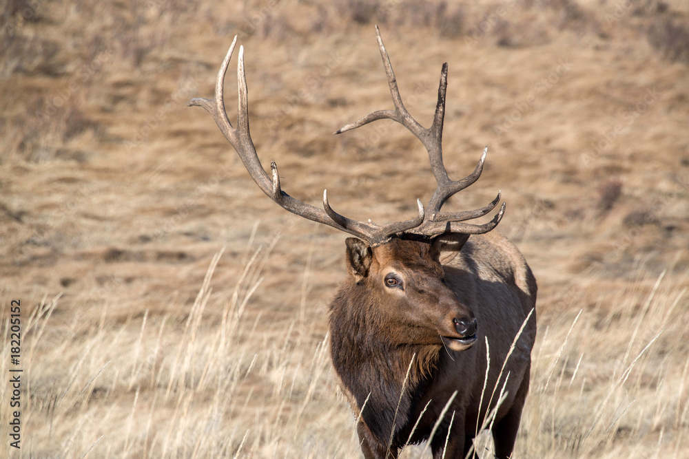 Fototapeta premium Bull Elk with large antlers closeup portrait in Colorado Rocky Mountains