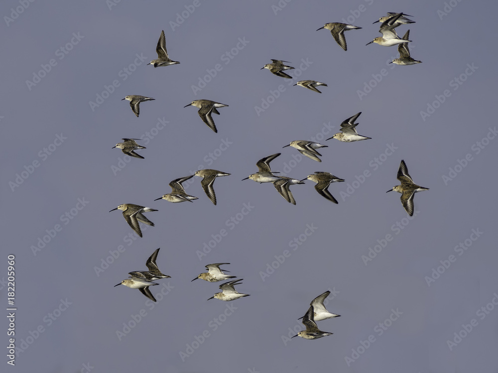 Fototapeta premium Flock of Dunlins in Flight