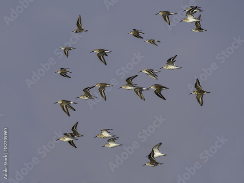 Flock of Dunlins in Flight