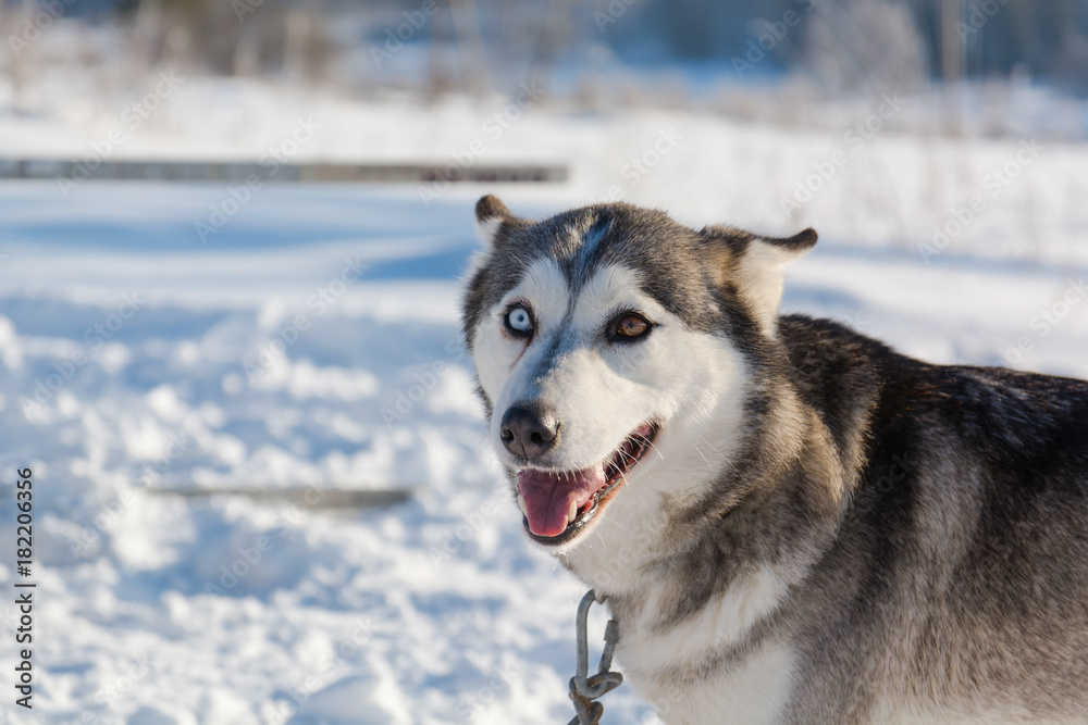 Huskies. Riding haskiya in the winter.