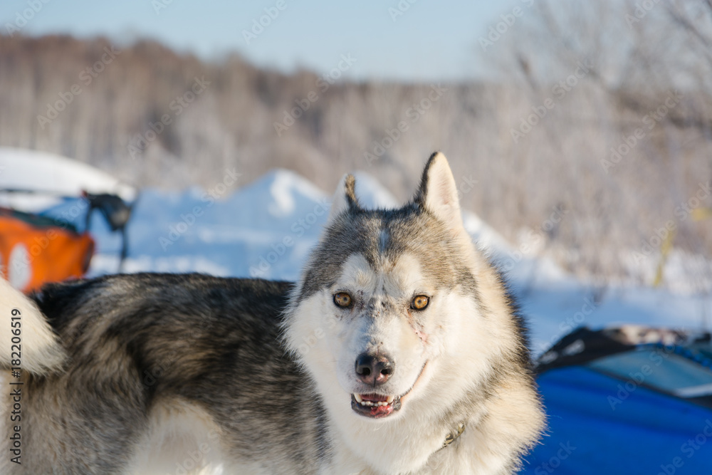 Huskies. Riding haskiya in the winter.