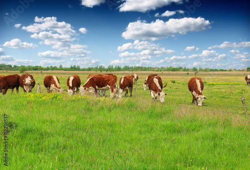 Fotografie, Obraz Cows grazing on pasture