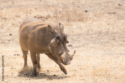 Dancing Warthog