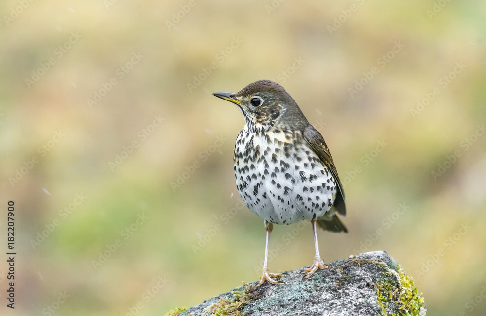 Fototapeta premium song thrush