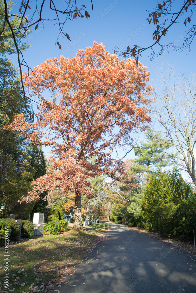 Fototapeta premium colorful tree in a cemetery
