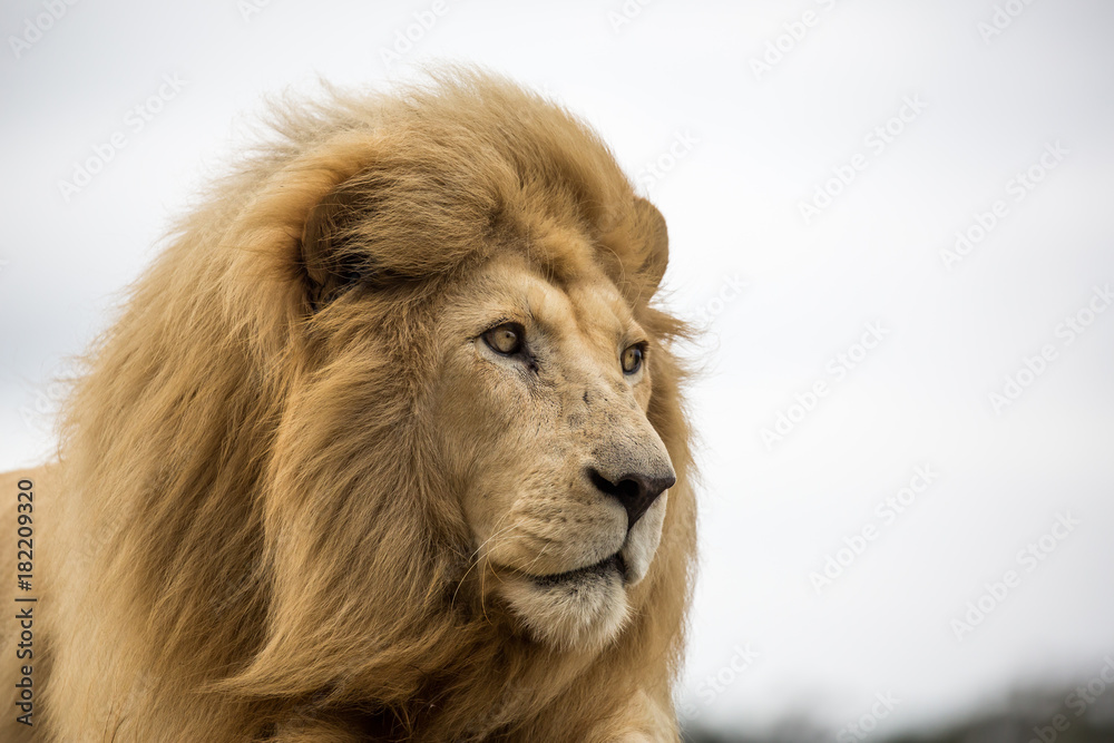 Male Lion Portrait