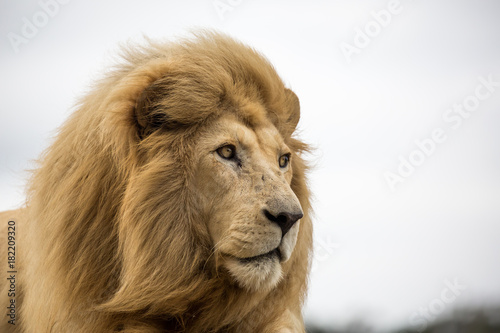 Fototapeta Naklejka Na Ścianę i Meble -  Male Lion Portrait