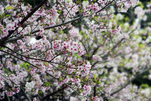 Beautiful sakura in the park as a background image.