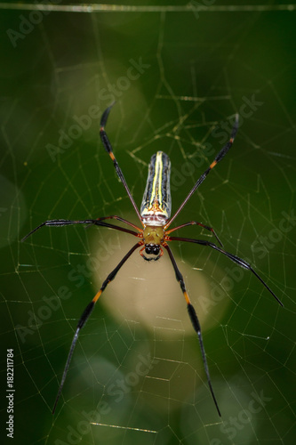 Image of Golden Long-jawed Orb-weaver Spider(Nephila pilipes) on the spider web. Insect. Animal