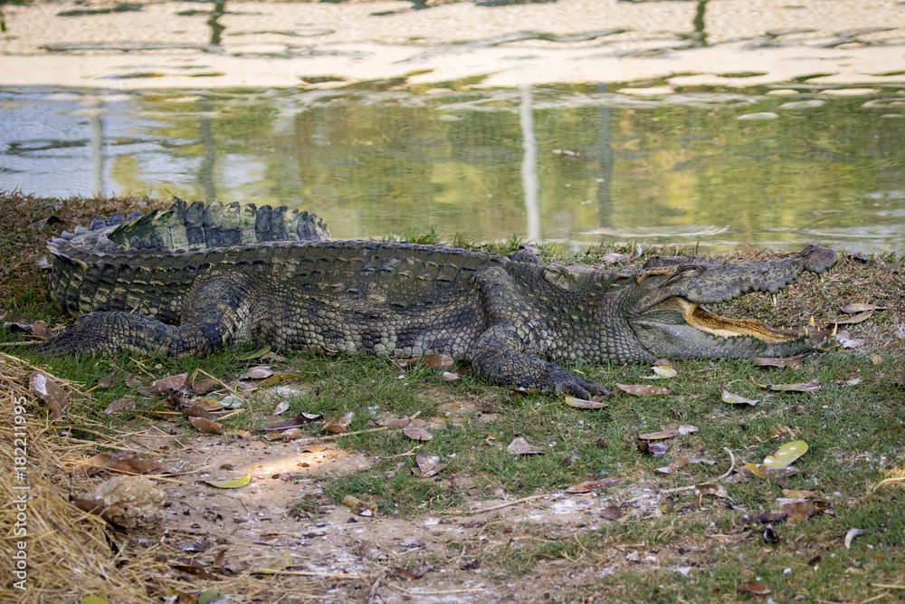 Image of a crocodile on the grass. Reptile Animals. Image of a crocodile on the grass. Reptile Animals.