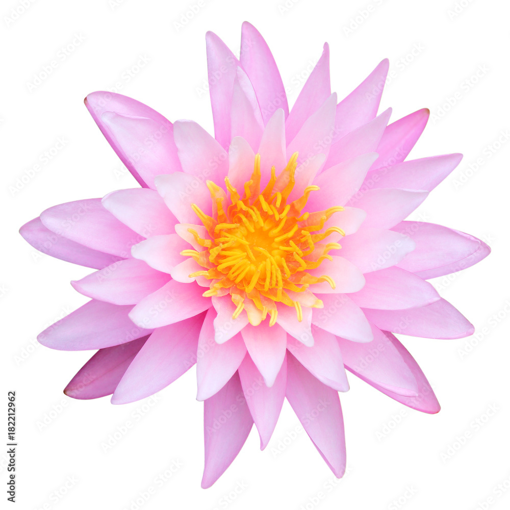 Pink lotus isolated on white background