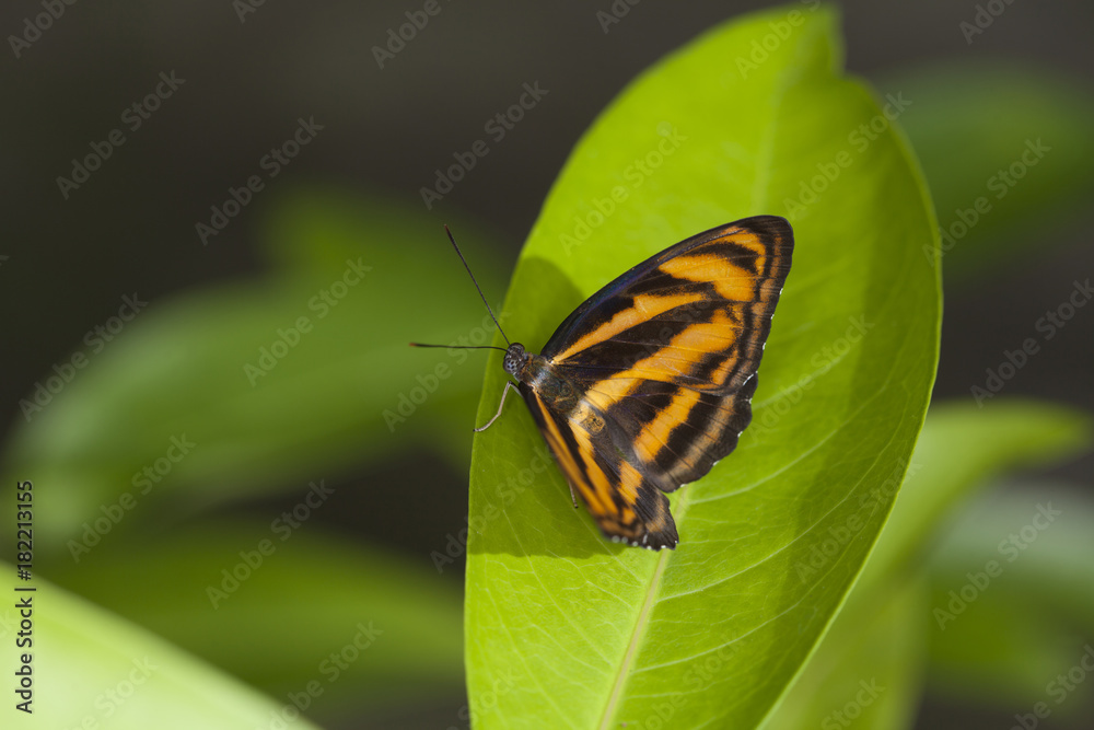 Obraz premium Beautiful butterfly in nature.