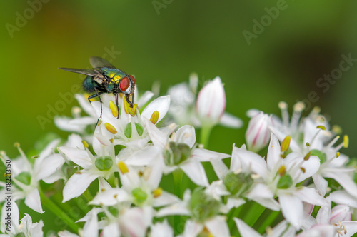 Fly on cilantro flowers