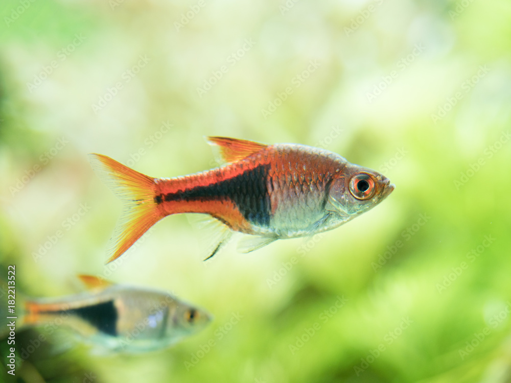 Fototapeta premium 熱帯魚
