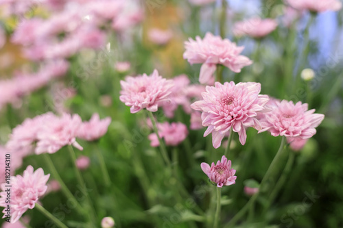 Beautiful pink gerbera flower in the garden