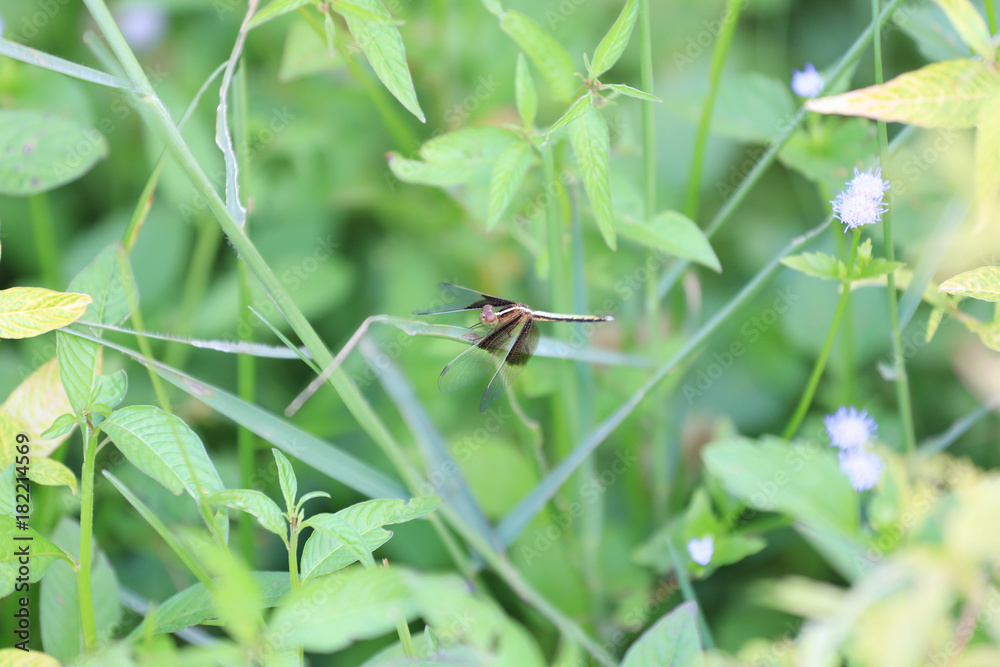 Black dragonfly of nature is on a green branch. Black dragonfly of nature is on a green branch.