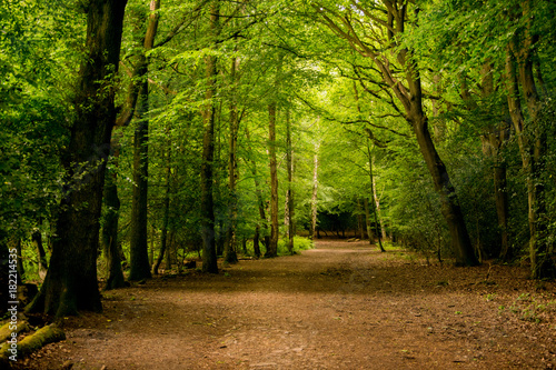 Fototapeta Naklejka Na Ścianę i Meble -  Epping Forest