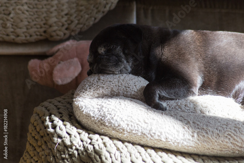 black pug german mops named adelheid in summer sun photo