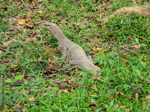 Monitor lizard at a park in Kuala Lumpur  Malaysia