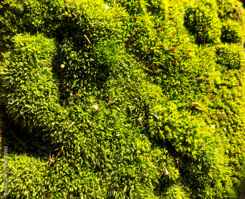 Beautiful texture green moss background