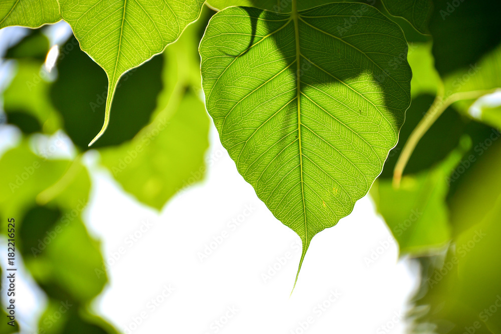 leaf for background. leaf for background.
