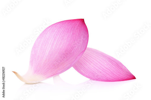 Closeup on lotus petal on white background photo